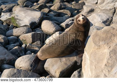 Sealion In Wildlife At Stones. Sealion In Wildlife At Stones. California Sealion In Wildlife Nature