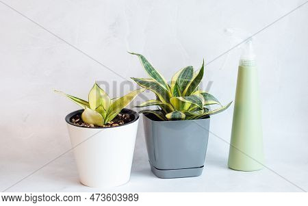 Sansevieria Golden Hahnii, Snake Plant In Plastic Pot On Marble Table, Next To Glass Watering Bottle