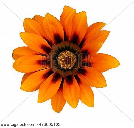 Orange Garzania Blossom Against A White Background