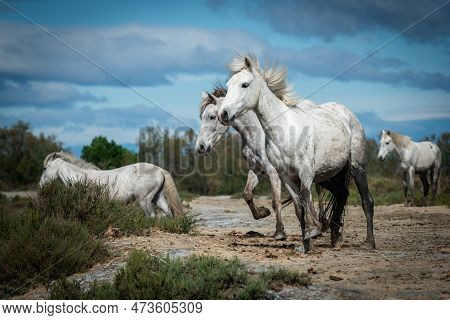 White Horses In Camargue, France Near Les Salines, France