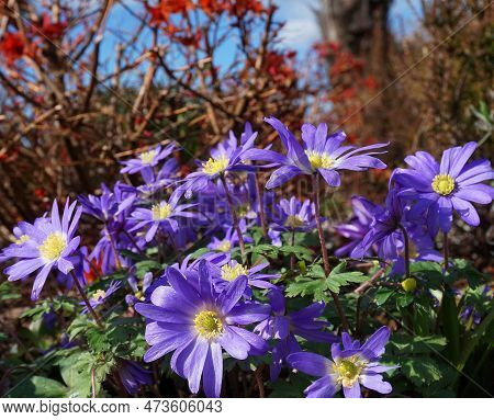 Beautiful Blue Anemone Apennina Flowers On Green Grass Background Close Up.