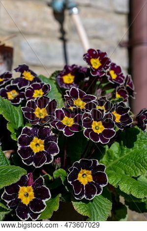 Red Primroses