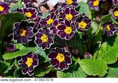 Red Primroses