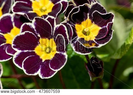 Close Up Of Black Silver Laced Primrose (primula Victoriana) Flowers In Bloom