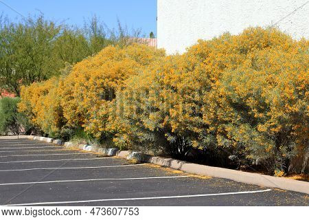 Blooming Cassia Artemisioides, Or Feathery Cassia, Used As Accent Hedge Shrub Along Edges Of A Parki