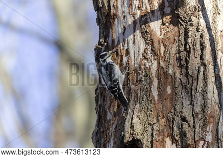 The Hairy Woodpecker (leuconotopicus Villosus). Natural Scene From Wisconsin State Park