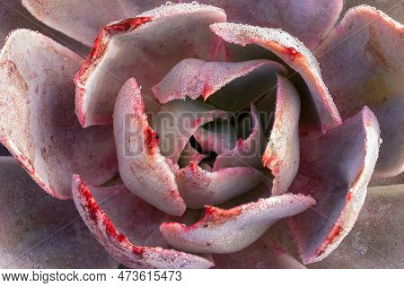 Echeveria Galaxia Drought Tolerant Succulent Plant Close-up