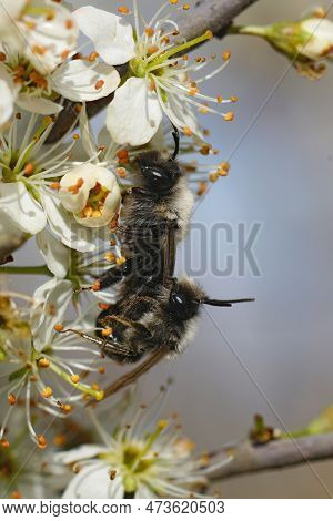 Natural Vertical Closeup On A Copualtion Of The Grey-backed Mining Bee, Andrena Vaga In White Blackt