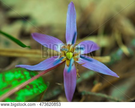 Spring Forest Flower European Kandyk Or Fang Blooms Beautifully In The Shade Of Forest Trees.