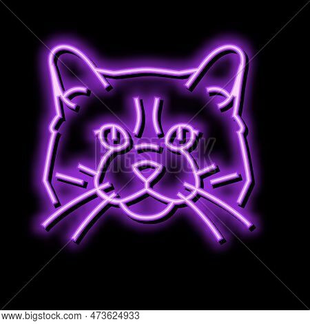 Ragdoll Cat Cute Pet Neon Light Sign Vector. Ragdoll Cat Cute Pet Illustration