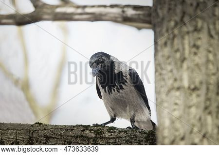 The Hooded Crow (corvus Cornix) Also Called Hoodie Or Gray Crow Is A Eurasian Bird Species In The Ge