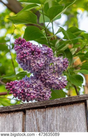 A Branch Of Blooming Purple A Common Lilac (sirynga Vulgaris), Also Known As Common Lilac. Green Bac