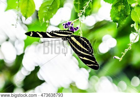 Beautiful Zebra Butterfly (heliconius Charithonia) On Green Leaves In The Garden