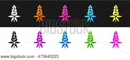 Set Lupine Flower Icon Isolated On Black And White Background. Vector