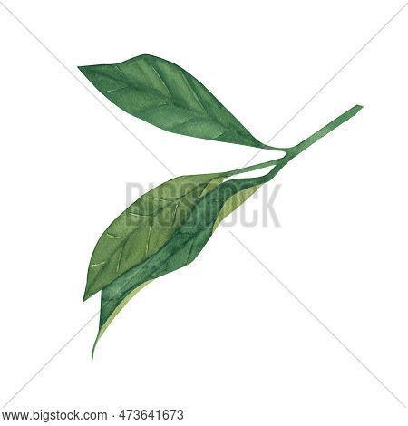 Watercolor Lemon Leaf - Isolated On White Background. Illustration For Poster, Card, Invitation, Men