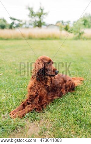 Beautiful Broun Irish Setter Dog Is Lying In Grass On A Beautiful Summer Day. Copy Space