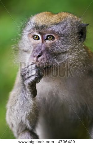 สกุลลิงกัง pensive