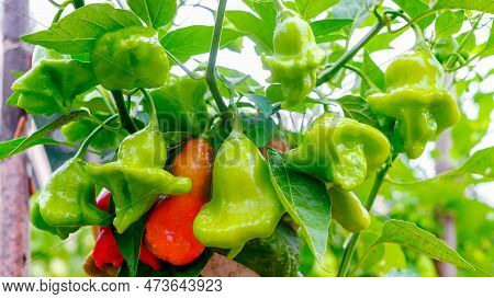The Bishop's Crown, Christmas Bell, Or Joker's Hat, Is A Pepper, A Cultivar Of The Species Capsicum 