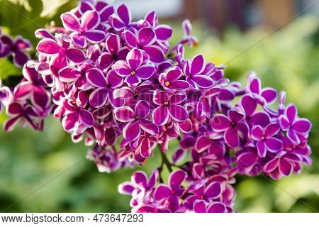 Big Lilac Branch Bloom. Spring Purple Lilac Flowers Close-up On Blurred Background. Bouquet Of Purpl