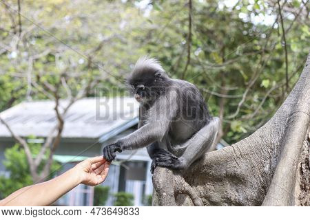Feeding Wild Cute Dusky Leaf Monkey (trachypithecus Obscurus). Wild Primate Danger Concept.