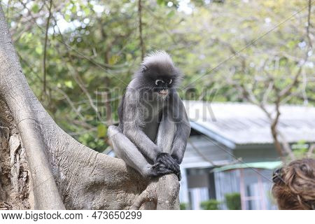 Feeding Wild Cute Dusky Leaf Monkey (trachypithecus Obscurus). Wild Primate Danger Concept.