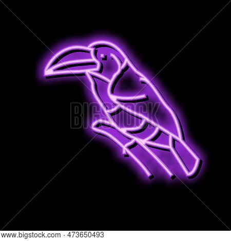 Curl Crested Aracari Bird Exotic Neon Light Sign Vector. Curl Crested Aracari Bird Exotic Sign. Isol