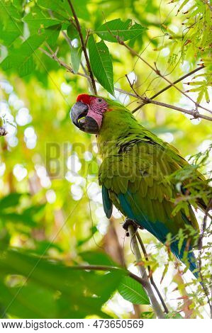 Ara Macaw Parrot With Beak Outside. Photo Of Ara Macaw Parrot In Zoo. Ara Macaw Parrot Bird