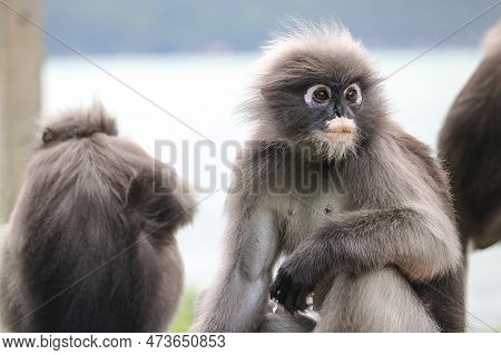 Goggle Dusky Leaf Monkey (trachypithecus Obscurus) Closeup. Funny Spectacled Langur.