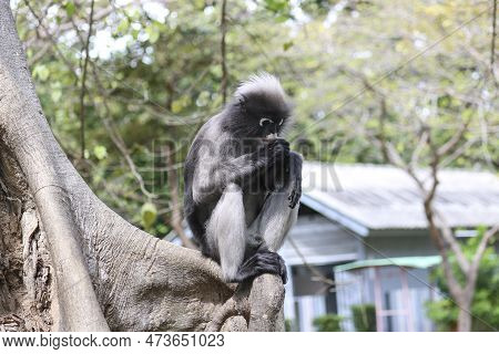 Cute Adult Dusky Leaf Monkey (trachypithecus Obscurus) Sits On A Tree Waiting For A Treat From Peopl