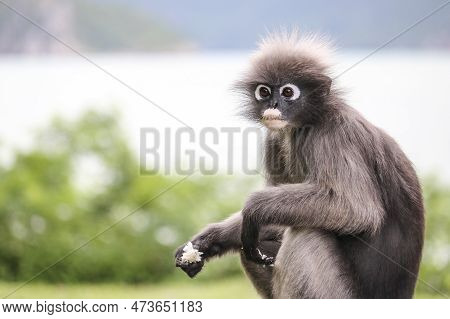 Shaggy Cute Young Dusky Leaf Monkey (trachypithecus Obscurus) Took Out Boiled Rice From The Dustbin 