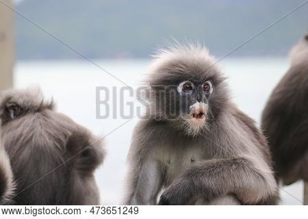 Amazed Dusky Leaf Monkey (trachypithecus Obscurus) Closeup. Funny Spectacled Langur.