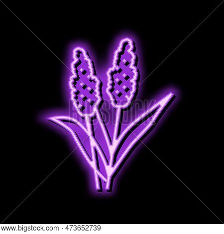 Sorghum Plant Food Neon Light Sign Vector. Sorghum Plant Food Sign. Isolated Symbol Illustration