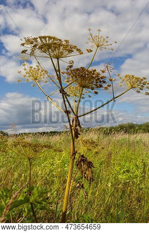 Heracleum Sosnowskyi On Blue Sky Background. All Parts Of Heracleum Sosnowskyi Contain The Intense T