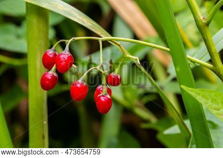 Red Berries Of Woody Nightshade, Also Known As Bittersweet, Solanum Dulcamara Seen In August.