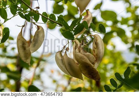 Colutea Arborescens. Ornamental Garden Plant. Seeds On Shoots.