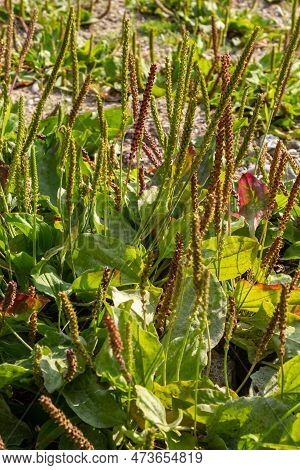 Medicinal Herbs For Phytotherapy. Greater Plantain Latin Name - Plantago Major, One Of The Most Abun