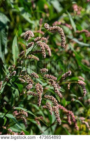 Persicaria Longiseta Is A Species Of Flowering Plant In The Knotweed Family Known By The Common Name