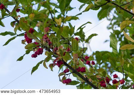 Euonymus Europaeus European Common Spindle Capsular Ripening Autumn Fruits, Red To Purple Or Pink Co