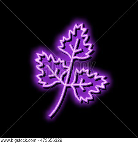 Chervil Salad Food Neon Light Sign Vector. Chervil Salad Food Sign. Isolated Symbol Illustration