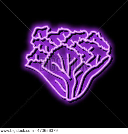 Escarole Salad Food Neon Light Sign Vector. Escarole Salad Food Sign. Isolated Symbol Illustration
