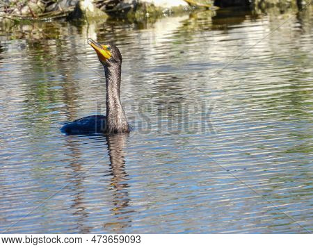 Double-crested Cormorant In The Lake Apopka Wildlife Drive
