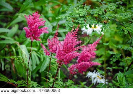 False Goats Beard Fluffy Pink Flowers Growing In A Garden With Other Plants Like Rosehip And Daisies