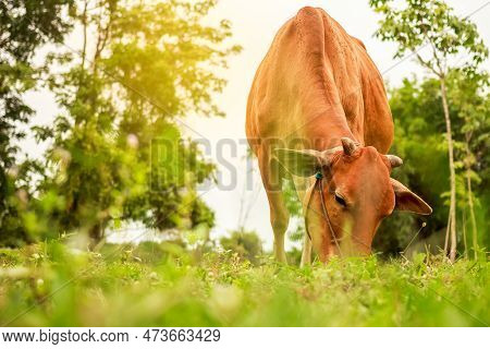 Green Calf In A Meado Agriculture Farm Grass