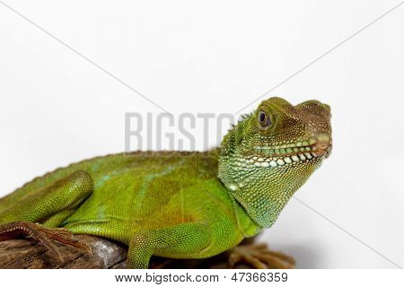 Agama