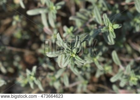 Rock Rose Fire Dragon Leaves In The Spring