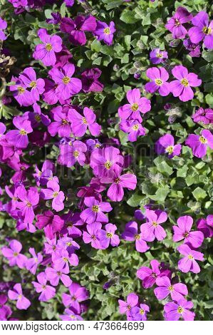 Aubrietia Audry Red Flowers In The Spring
