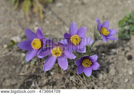 Pasque Flowers In The Garden In The Spring