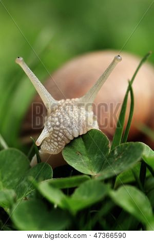 Lumaca. Helix Pomatia.