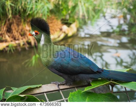 Portrait Of African Colorful Bird, Knysna Turaco, Tauraco Corythaix. Close-up, White Crested Rare Ex