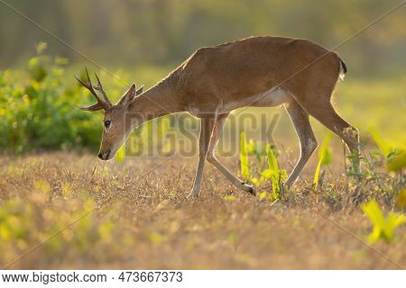 Close Up Of A Pampas Deer Grazing At Sunset, Pantanal, Brazil.